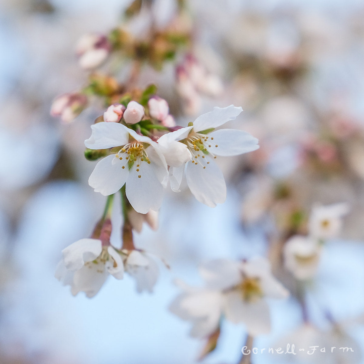 Prunus pendula Snow Fountain 15gal