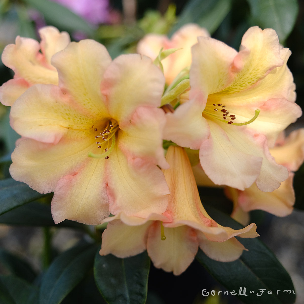 Rhododendron Evening Glow 2gal