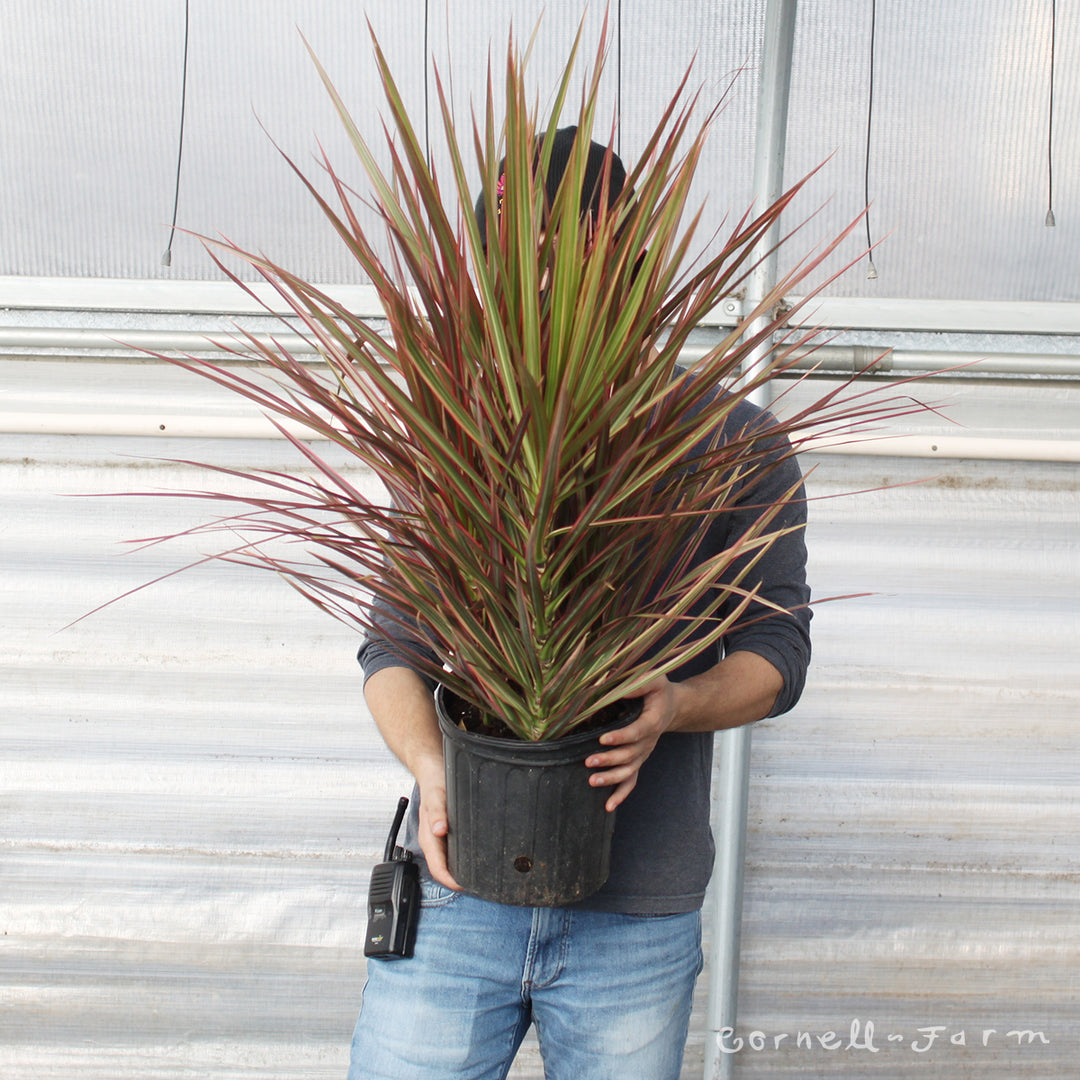 dracaena marginata red Dracaena marginata 8in Magenta in Decorative Pot – Cornell Farm