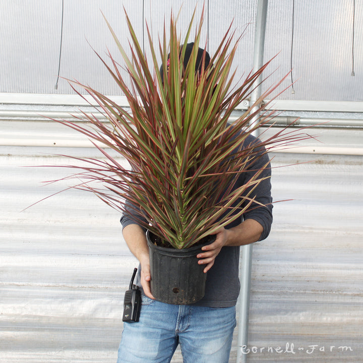 dracaena magenta braid Dracaena marginata 8in Magenta in Decorative Pot – Cornell Farm