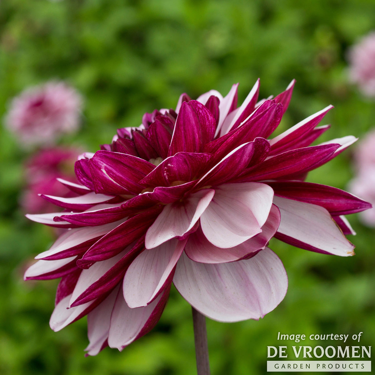 Dahlia Decorative Creme de Cassis 1ct Light Purple