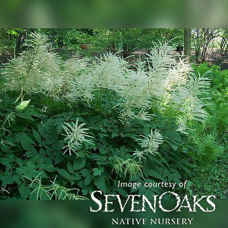Aruncus dioicus