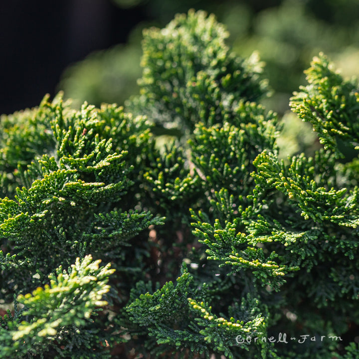 Chamaecyparis o. Dainty Doll Hinoki Cypress 3gal – Cornell Farm