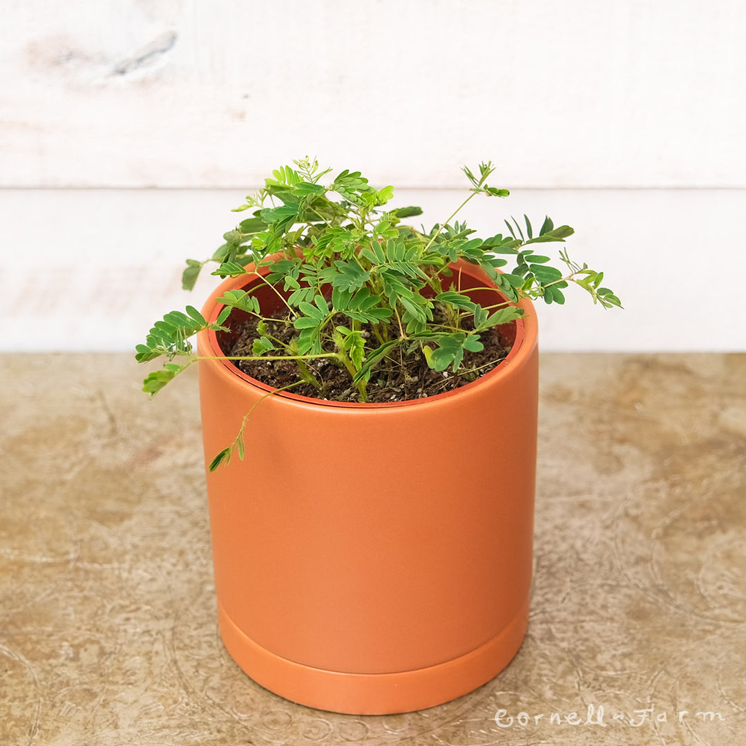 Mimosa pudica 4in Sensitive Plant – Cornell Farm