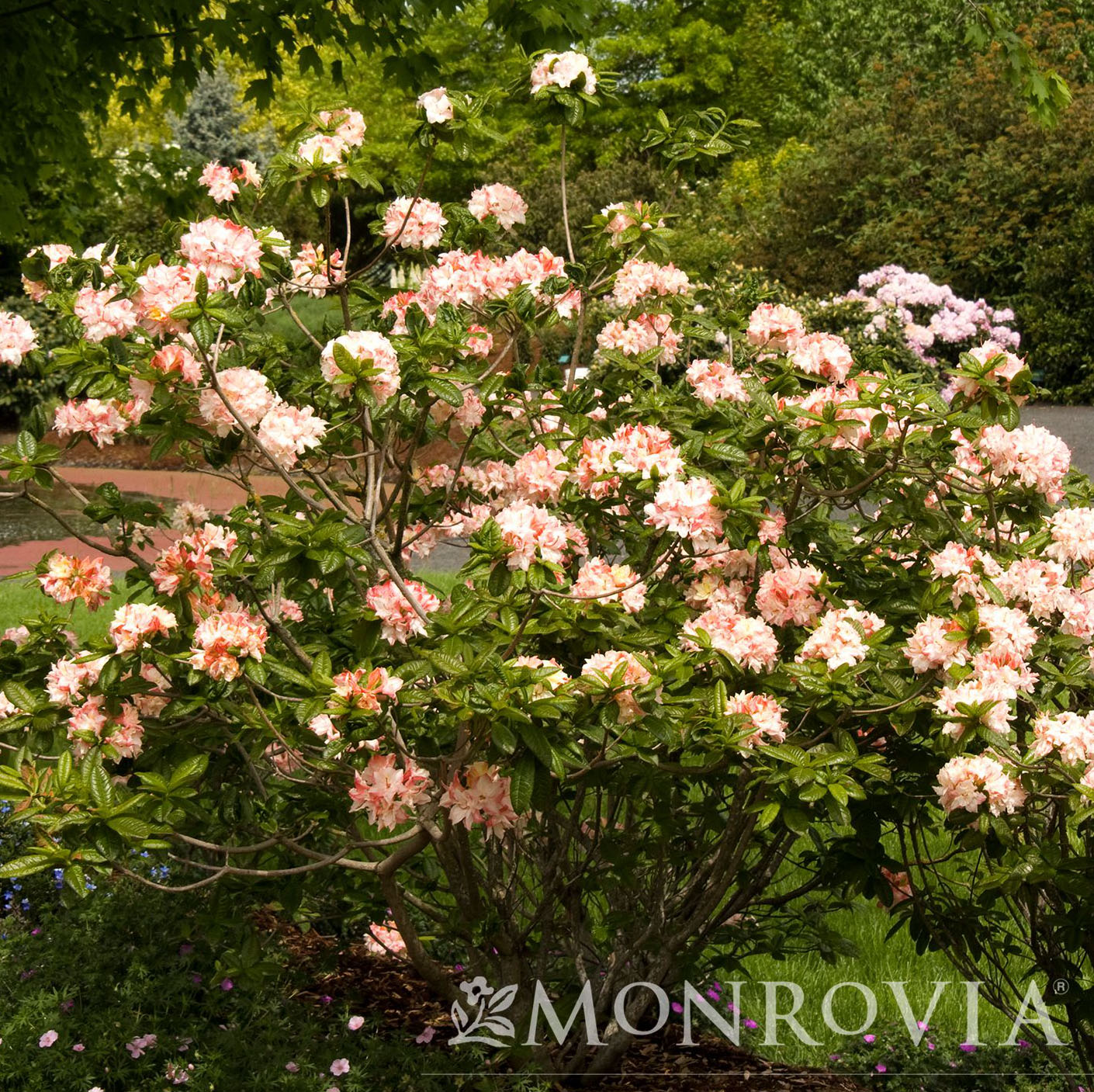 Exeter Azalea Azalea Exbury Cannon's Double 3gal Deciduous Azalea – Cornell Farm