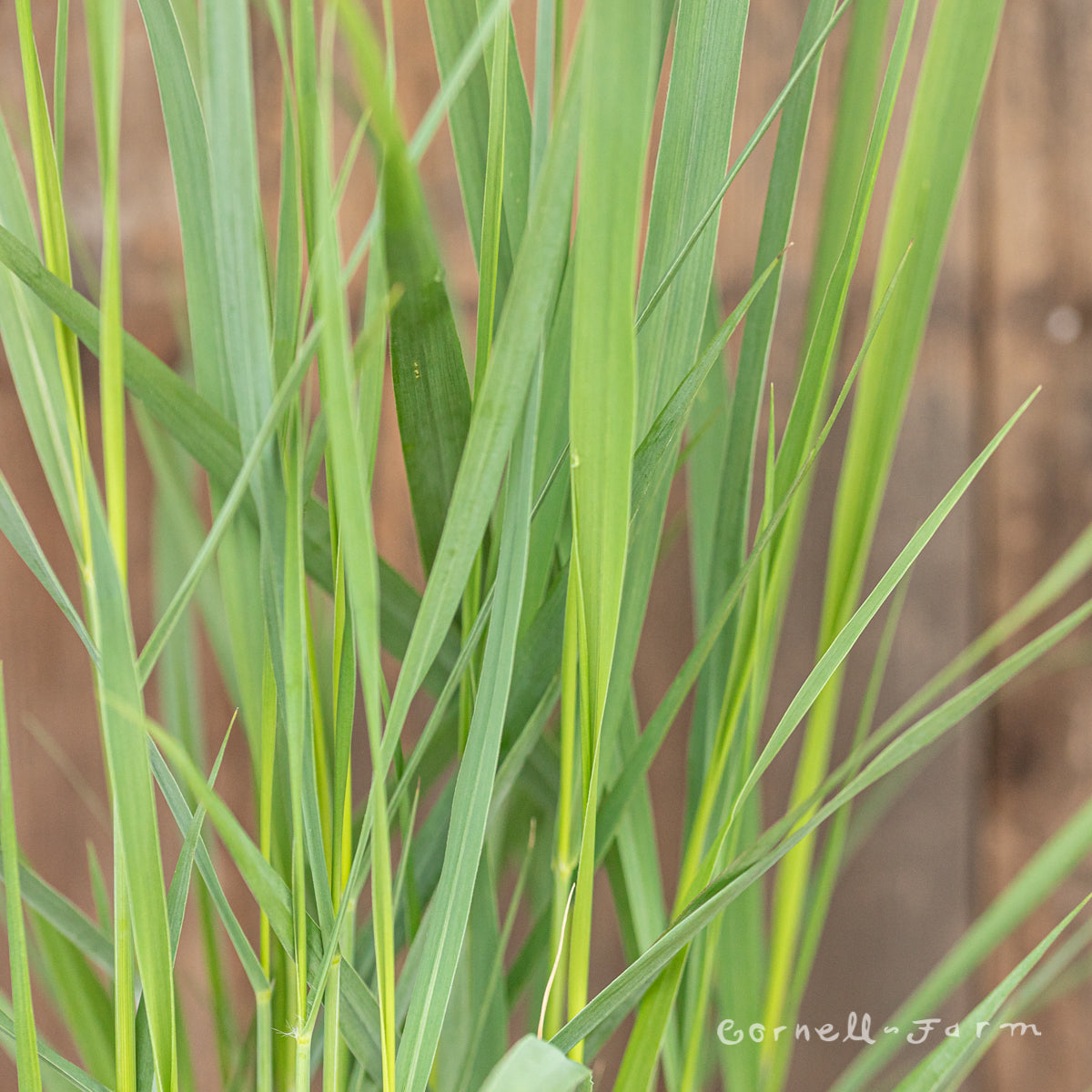 Panicum Northwind 3gal