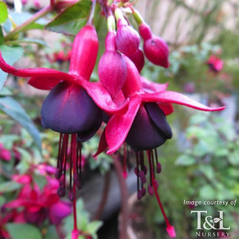 Fuchsia DebRons Black Cherry 1gal