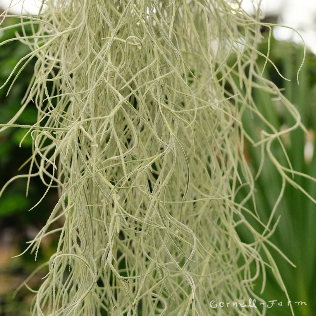 Tillandsia Usneoides thick Chiapas Lg – Cornell Farm