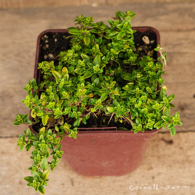Thymus Lime 4in Thyme