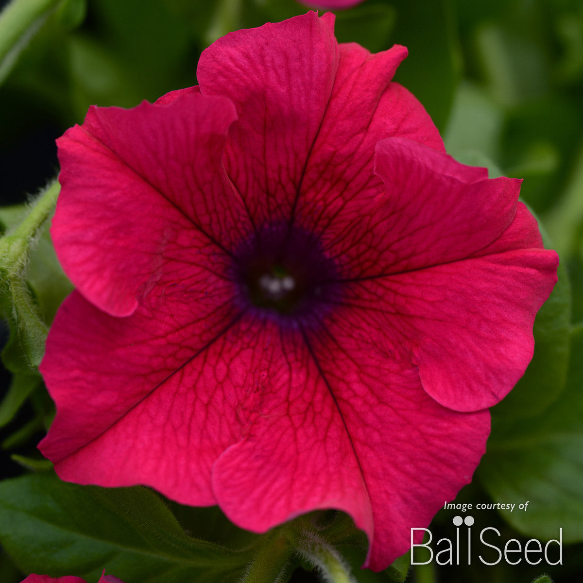 Petunia Main Stage Hot Pink 4.25in CF