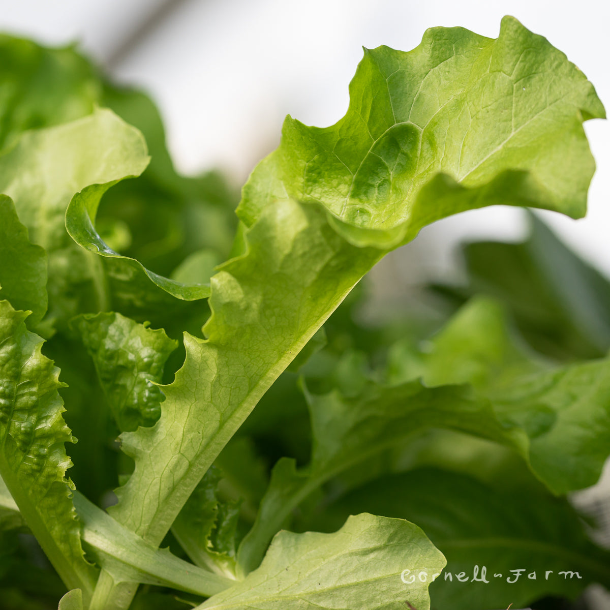 Lettuce Green Leaf Jumbo 6pk