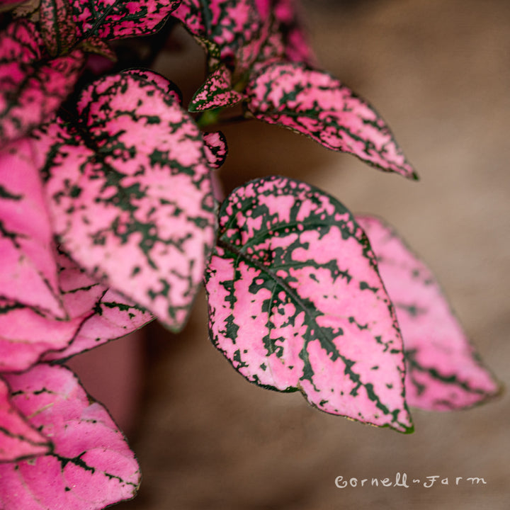 pink pothos plant Hypoestes phyllostachya 4in Pink Splash Polka Dot Plant – Cornell Farm