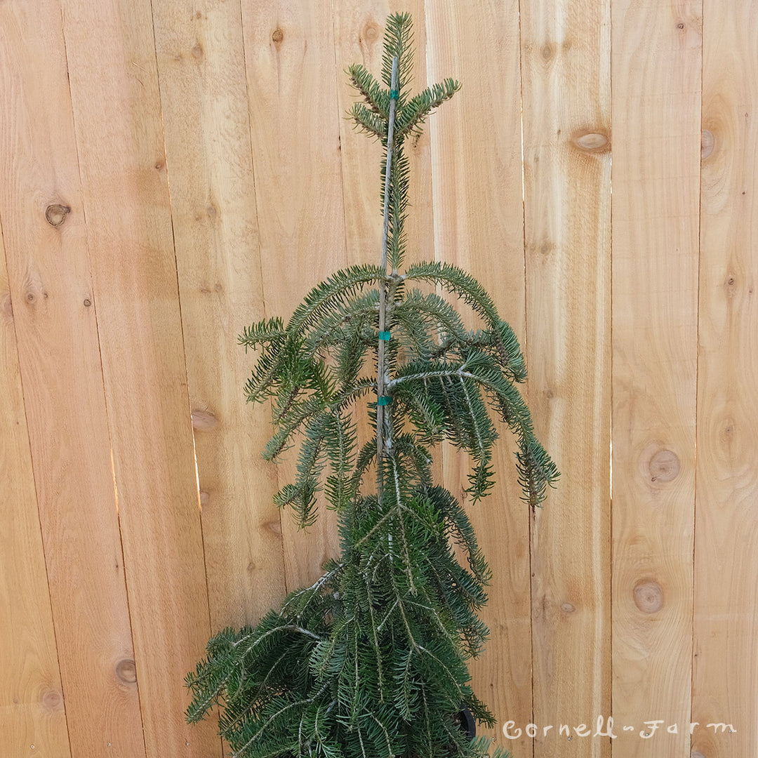 Abies alba Pendula 6gal – Cornell Farm