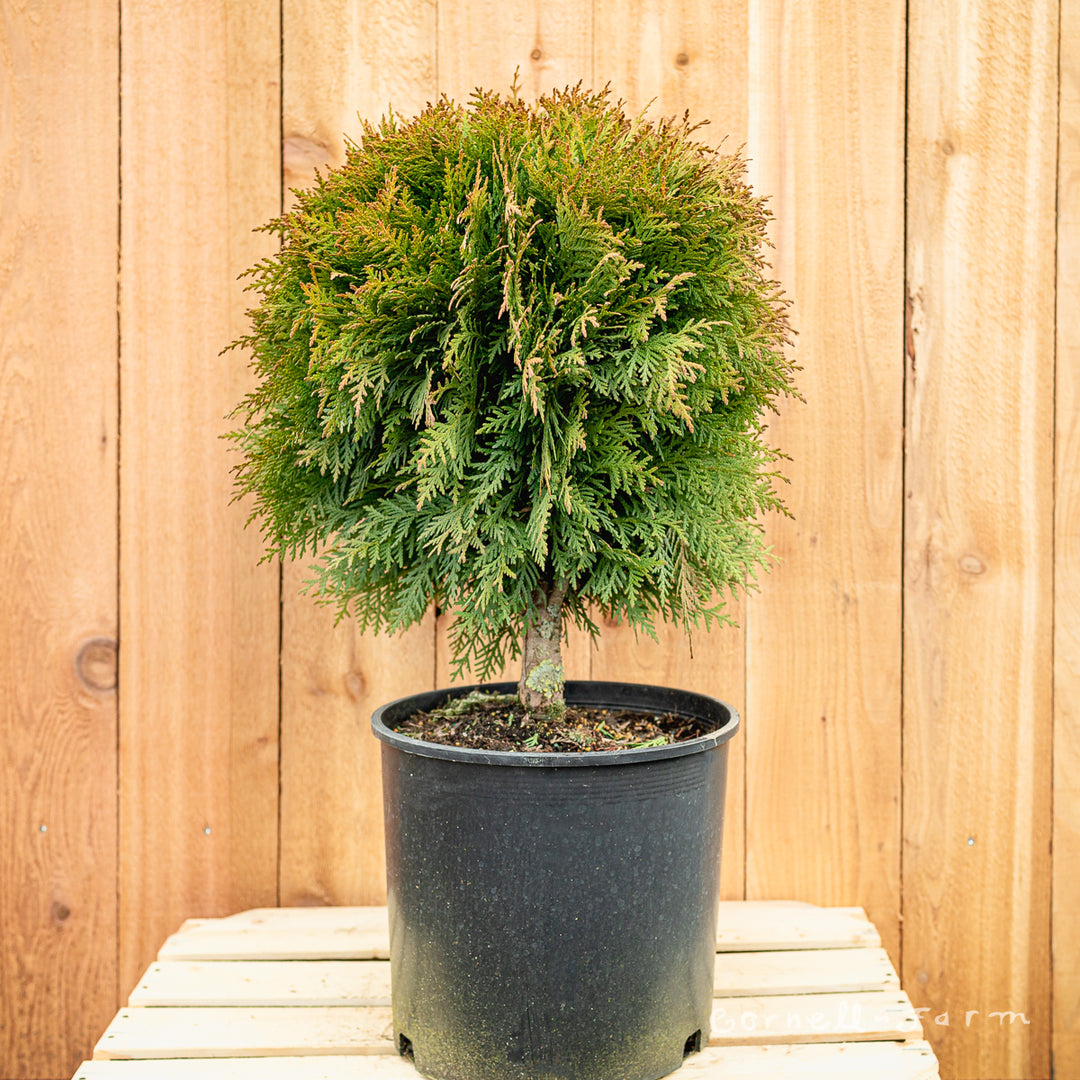 dhu thuja extern Thuja o. Danica 3gal – Cornell Farm