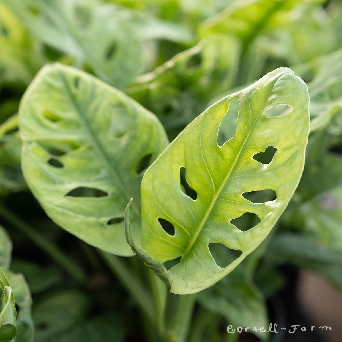 monstera adansonii narrow form Monstera adansonii 4in Swiss Cheese Vine (Narrow form) – Cornell Farm