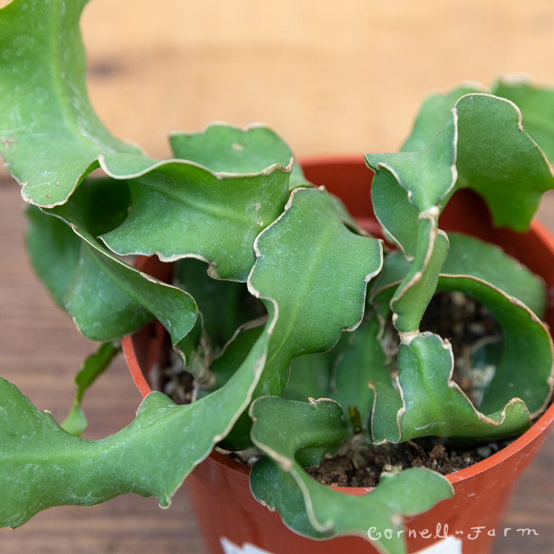 curly sue succulent Epiphyllum guatemalense 6in Curly Locks Orchid Cactus – Cornell Farm
