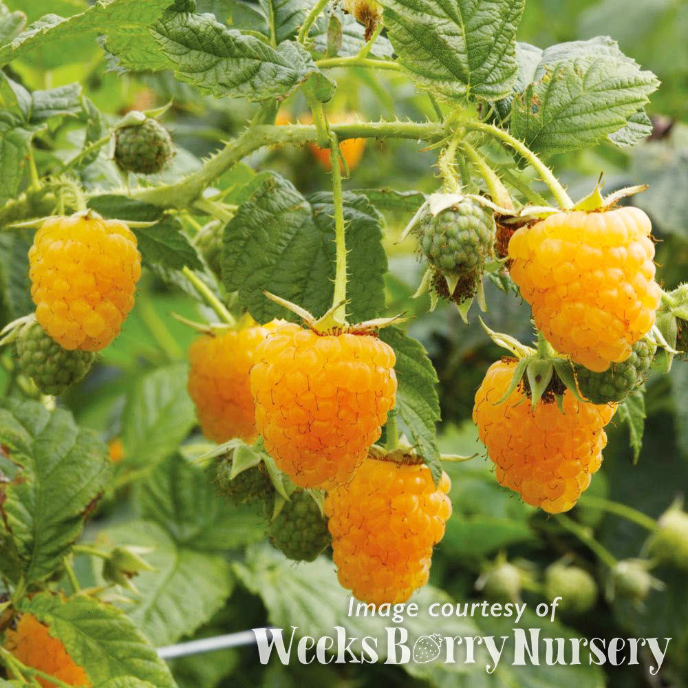 Raspberry Fall Gold 1ct. bare root – Cornell Farm