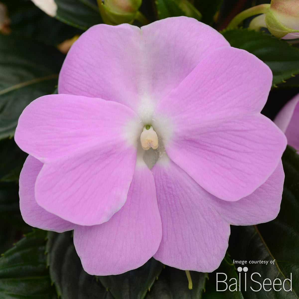 Impatiens-NG Orchid 4.25in ColorPower CF