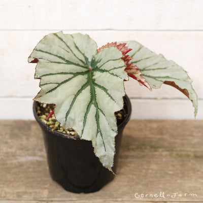 Begonia fibrous 4in Looking Glass