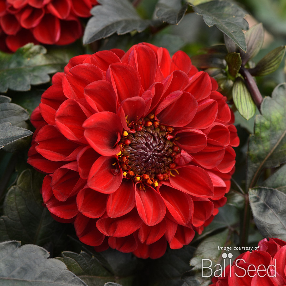 Dahlia City Lights Red 1gal CF