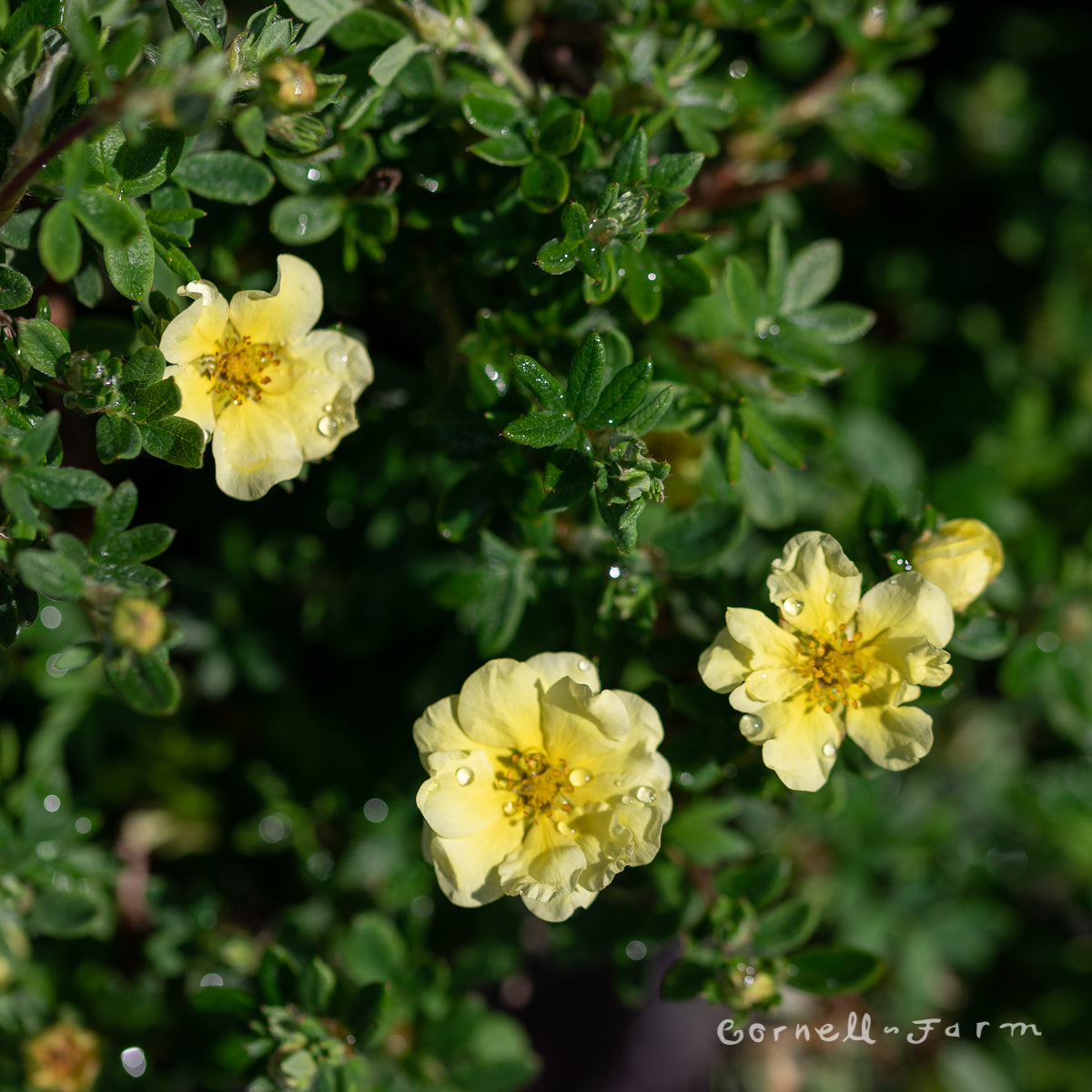 Potentilla Lemon Meringue 2gal – Cornell Farm