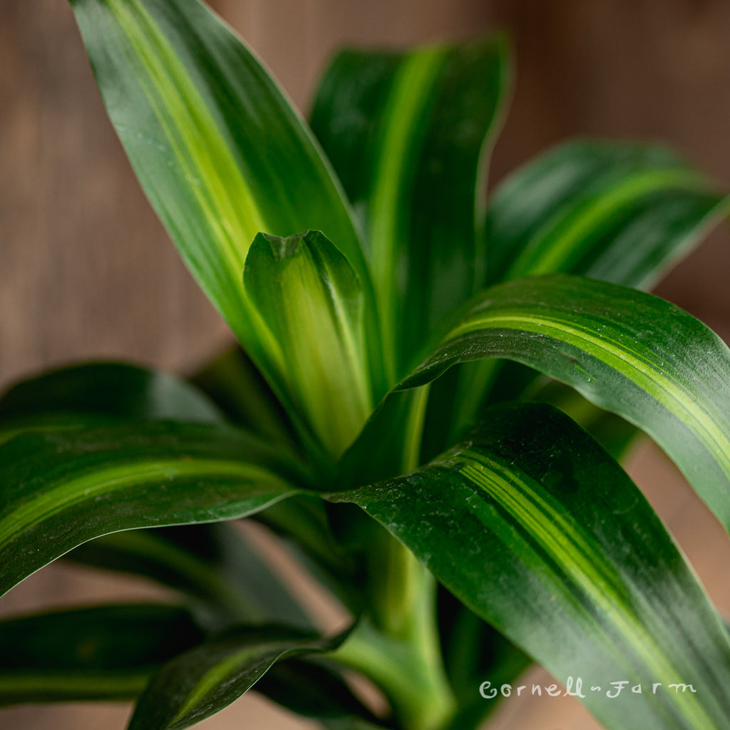 Dracaena deremensis 8in Hawaiian Sunshine – Cornell Farm