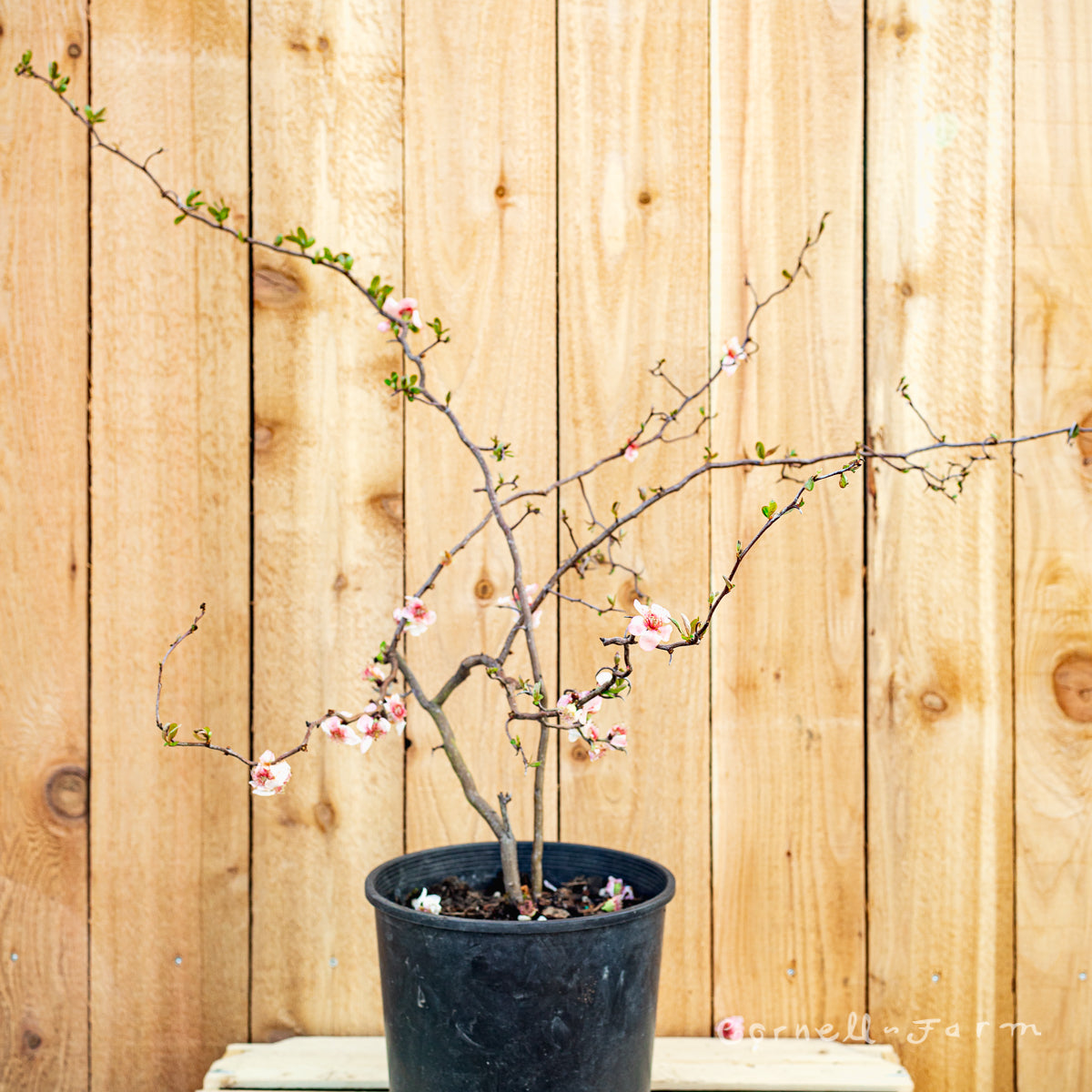 Chaenomeles s. Contorta 2 gal Flowering Quince