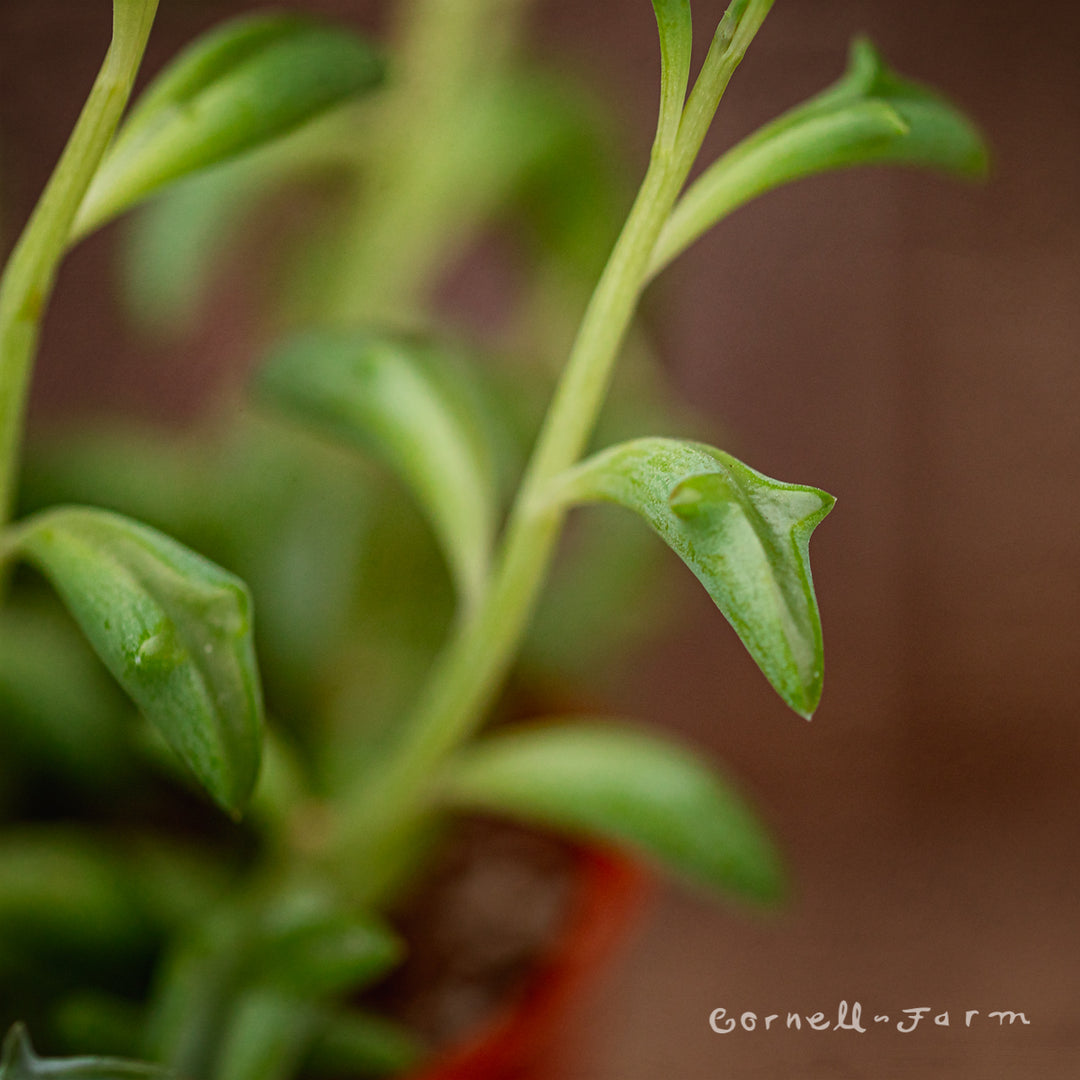 Senecio peregrinus 4in String of Dolphins – Cornell Farm