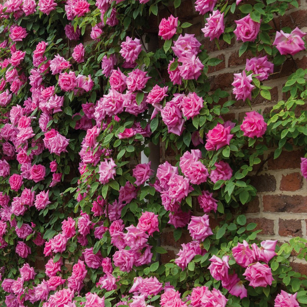 Star Roses Zephirine Drouhin Climber