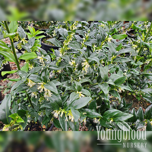 Sarcococca confusa 5gal Sweetbox – Cornell Farm
