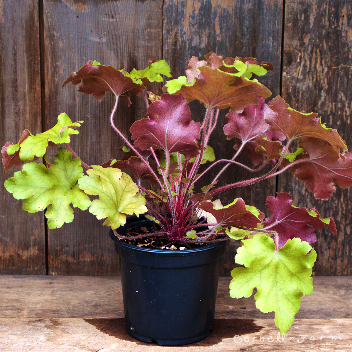 Heuchera Marmalade 1gal