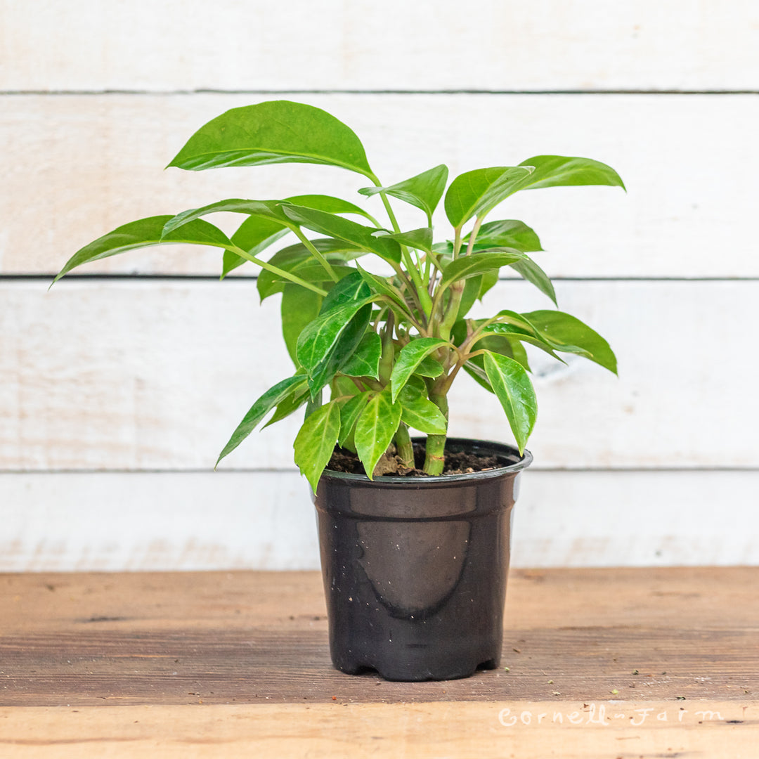 alpine indoor plant Schefflera alpina 4in Alpine – Cornell Farm