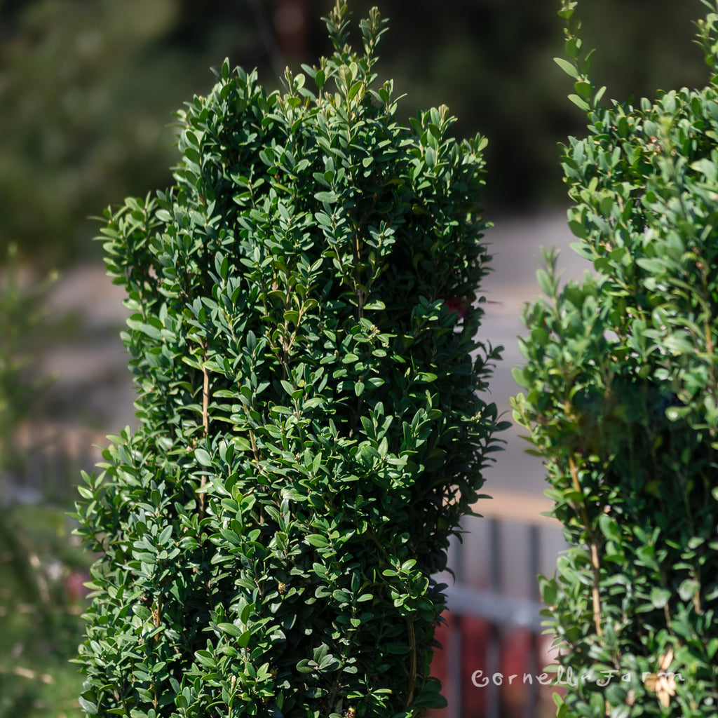 Buxus semp. Graham Blandy