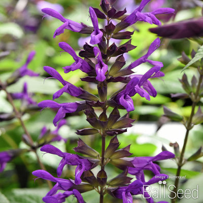 Salvia g. Purple & Bloom 1gal CF