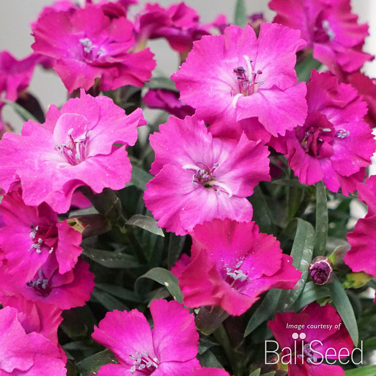 Dianthus Scully 4.25in CF