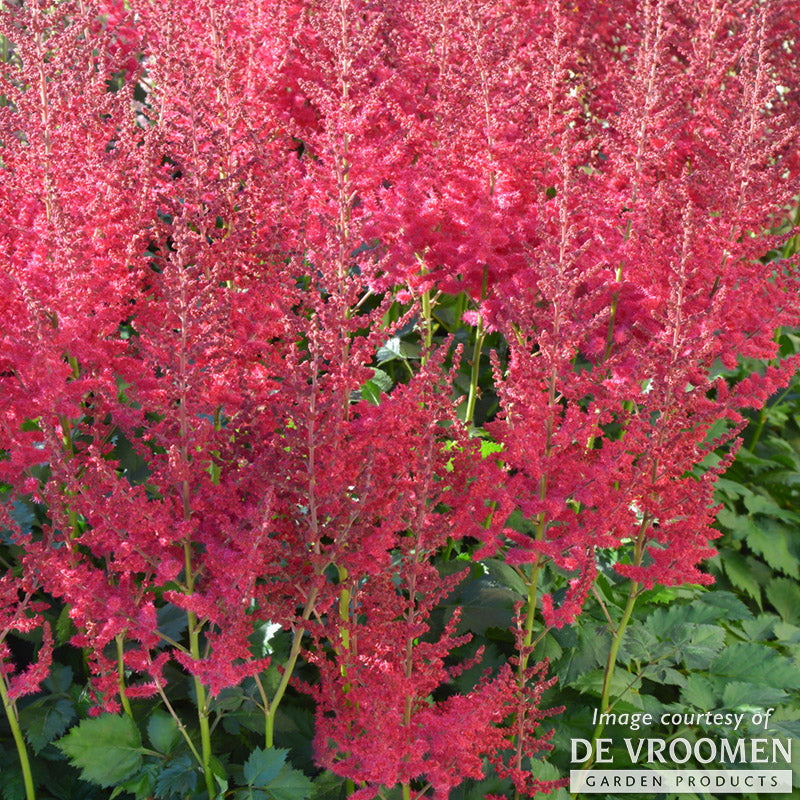 Astilbe Hot Pearls 1gal CF