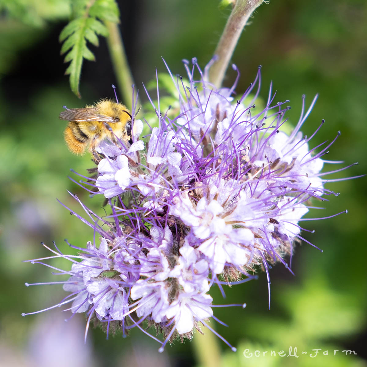 Phacelia t. Bee's Friend Flower 4.25in CF