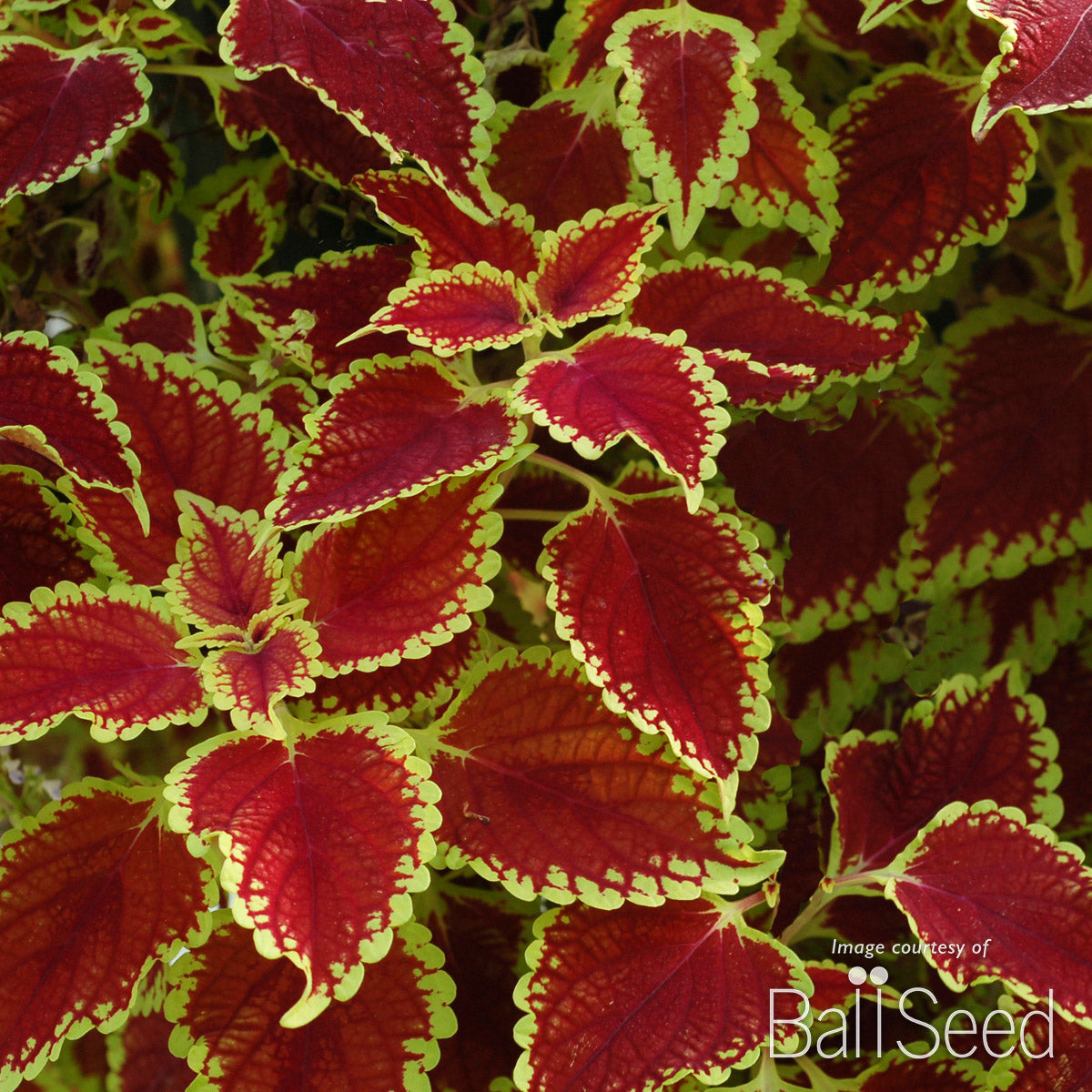 Coleus Fire Mountain Qrt. Flying Carpet CF