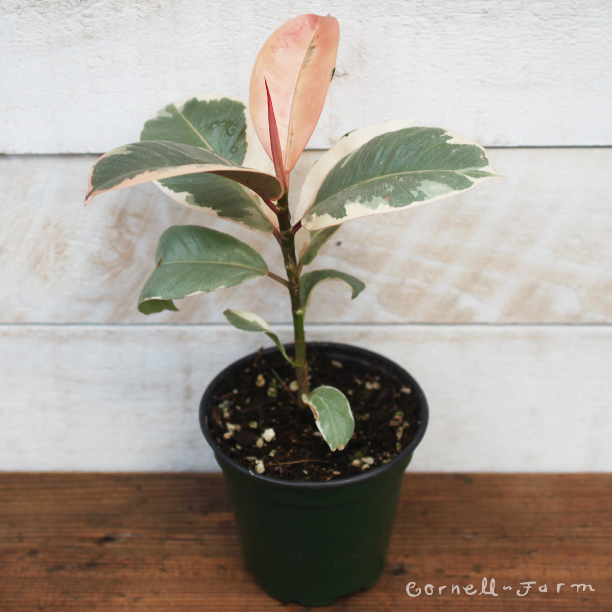 Ficus elastica 4in Ruby Rubber Tree – Cornell Farm