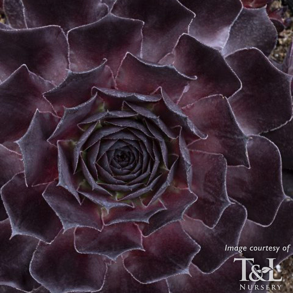 Sempervivum SuperSemp Onyx Qrt