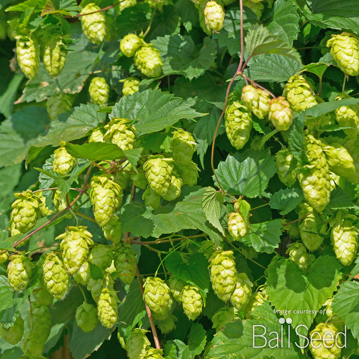 Hops Centennial 1gal Humulus lupulus