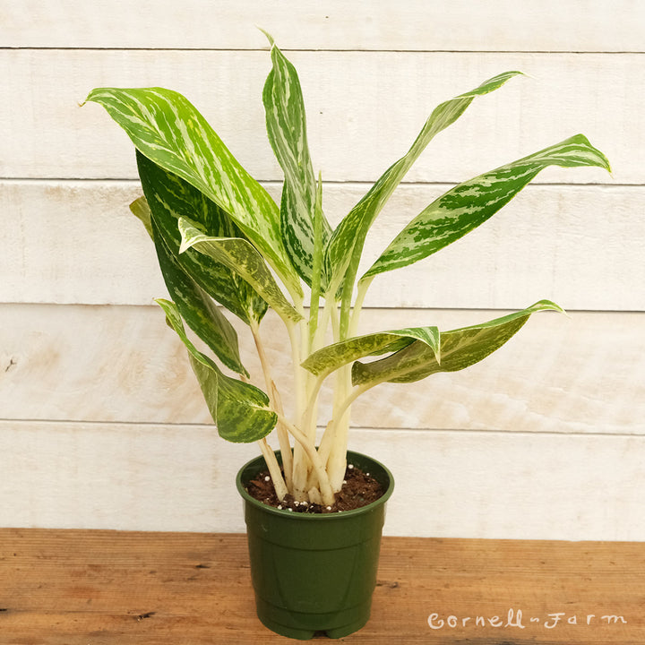 Aglaonema 5in Golden Madonna  Cornell Farm