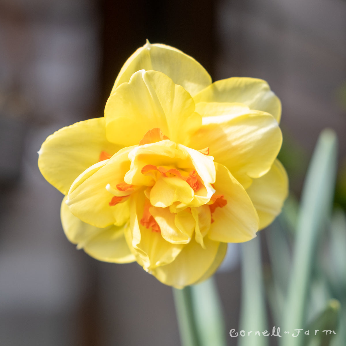 Daffodil Tahiti Double 6in. CF