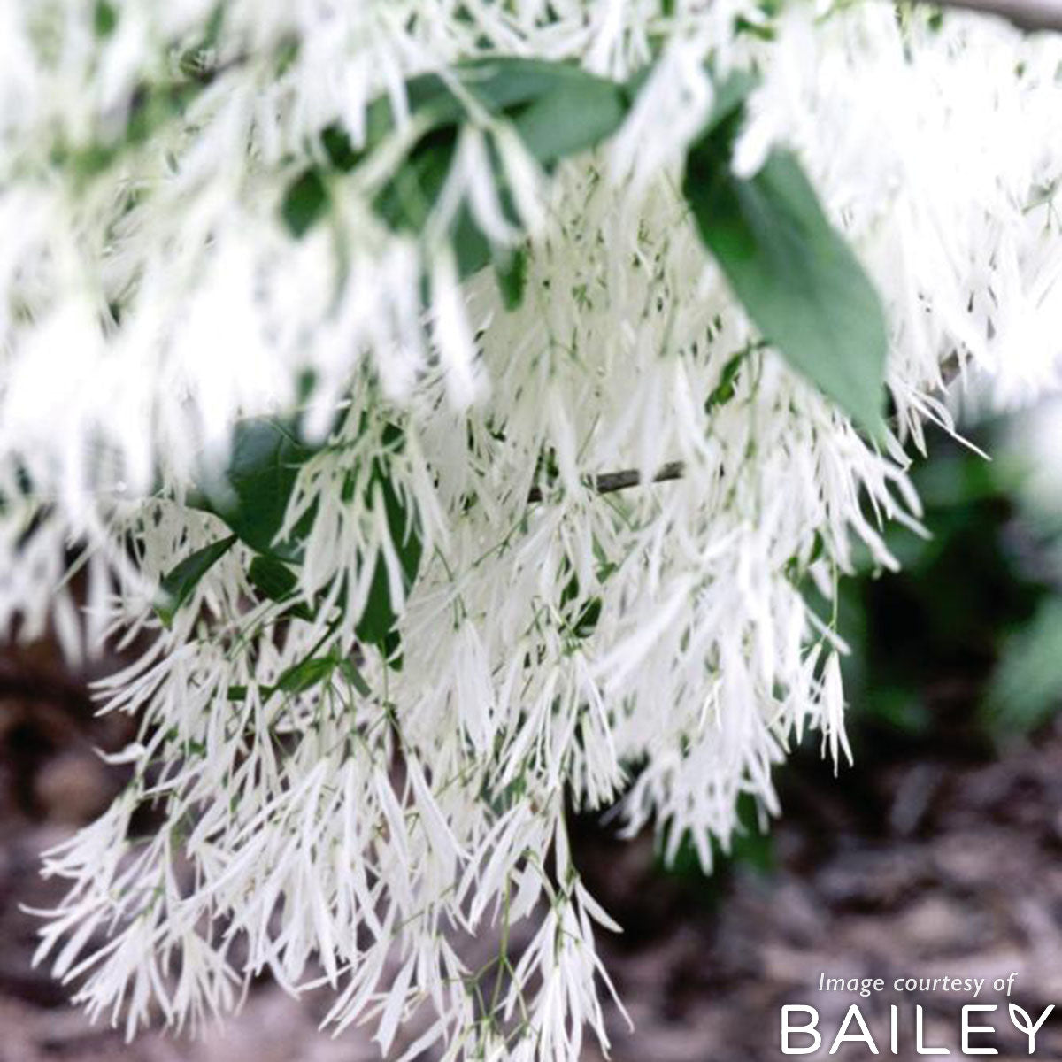 Chionanthus v. Fringe Tree 10gal