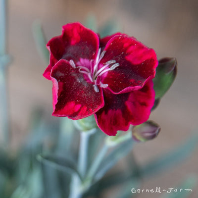 Dianthus Velvet Everlast 4.25in CF