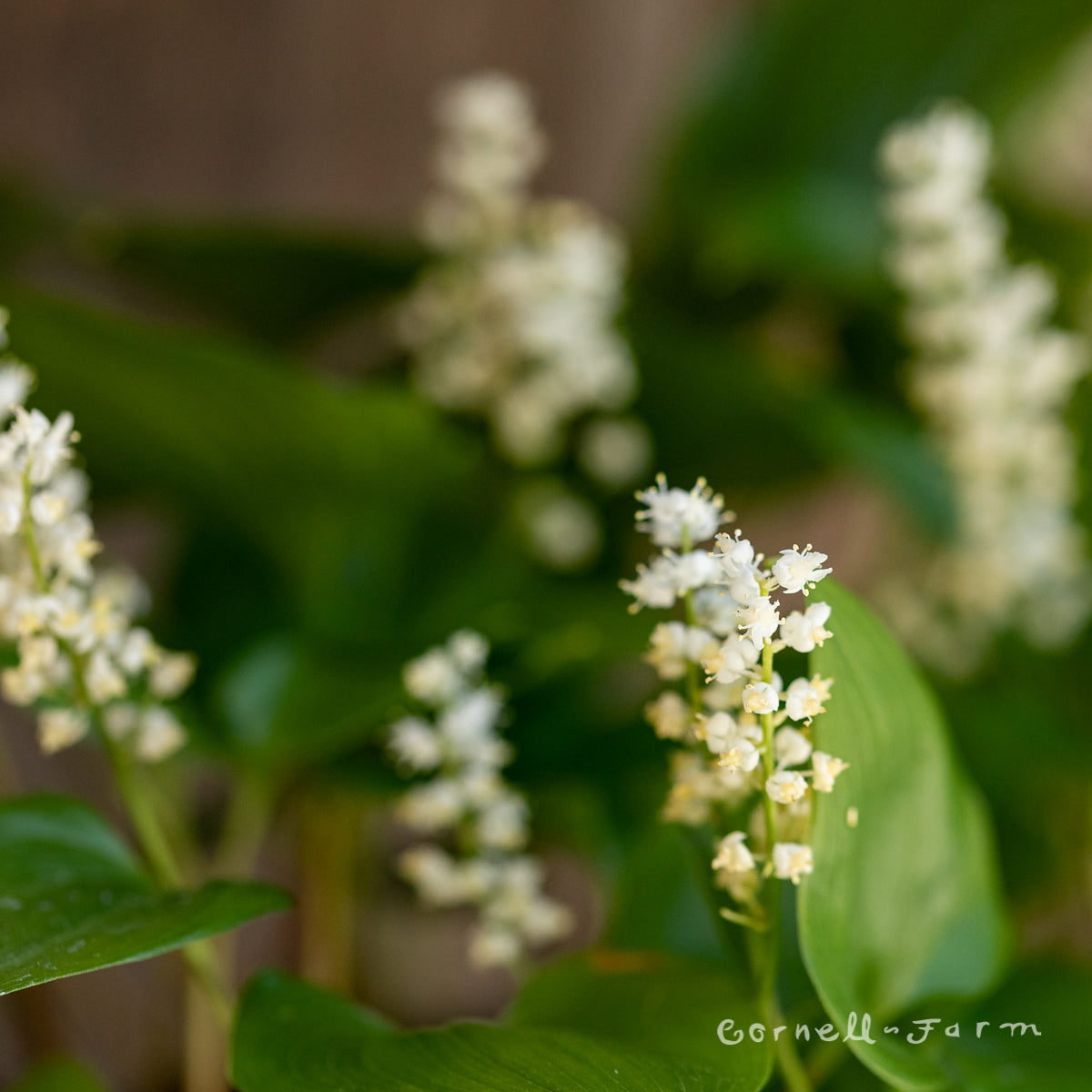 Maianthemum dilatatum 1gal False Lily of the Valley