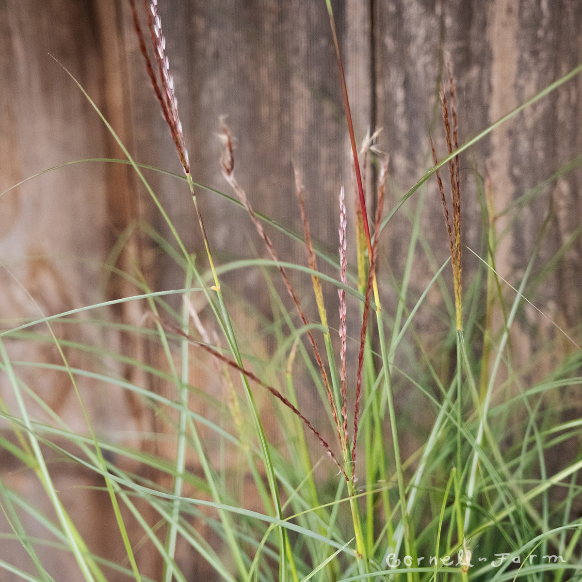 Miscanthus s Yaku Jima 1gal