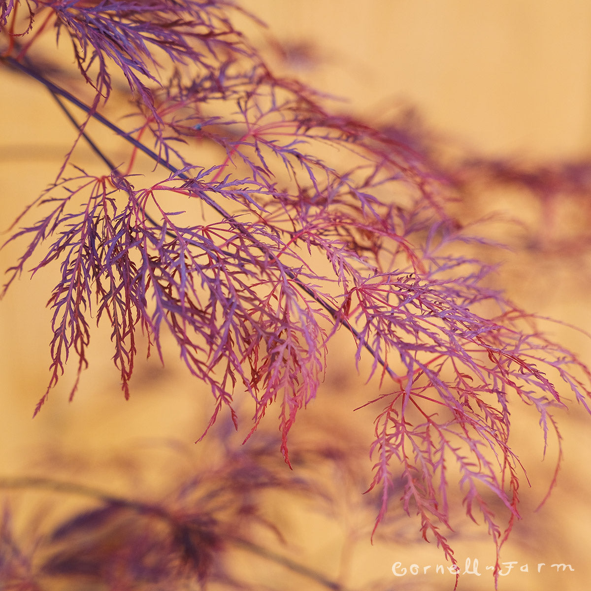 Red Filigree Acer p. Red Filigree Lace 1gal Japanese Maple – Cornell Farm