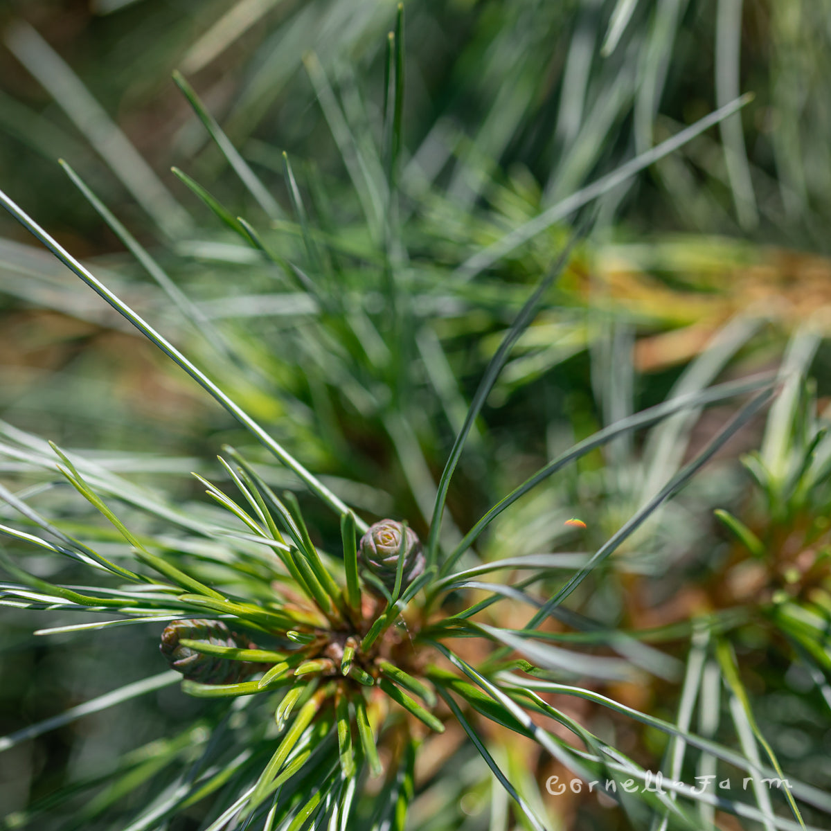 Pinus strobus Niagra Falls 3 gal