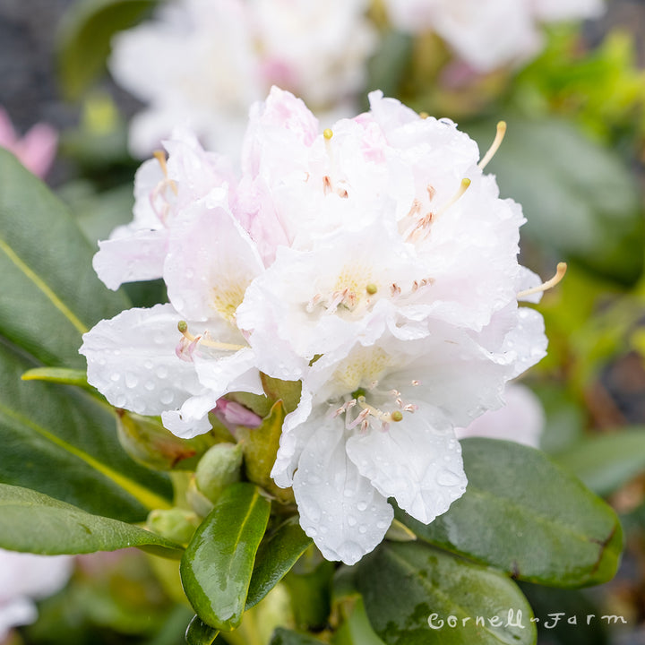 Rhododendron Boule de Neige 2gal – Cornell Farm